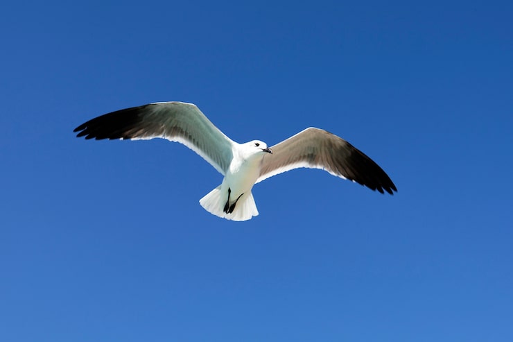 Photo gratuit mouette volante dans le ciel bleu en été