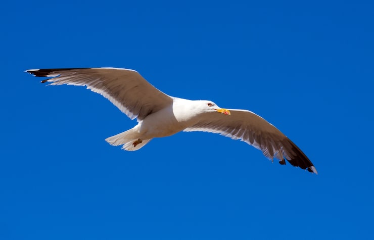 Photo gratuit la mouette volante