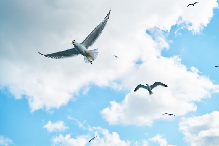 Photo gratuit des mouettes volant avec des nuages en arrière-plan