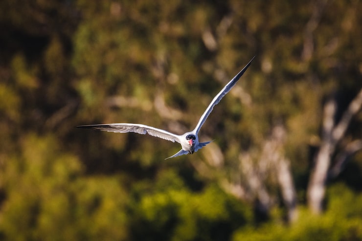 Photo gratuit oiseau blanc et noir volant pendant la journée