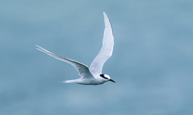 Photo gratuit un oiseau blanc volant au-dessus de la mer