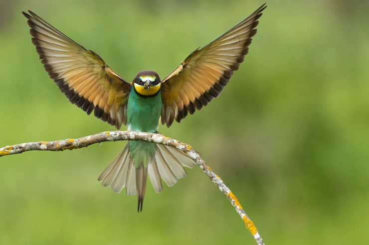 Photo gratuit un oiseau sur une branche