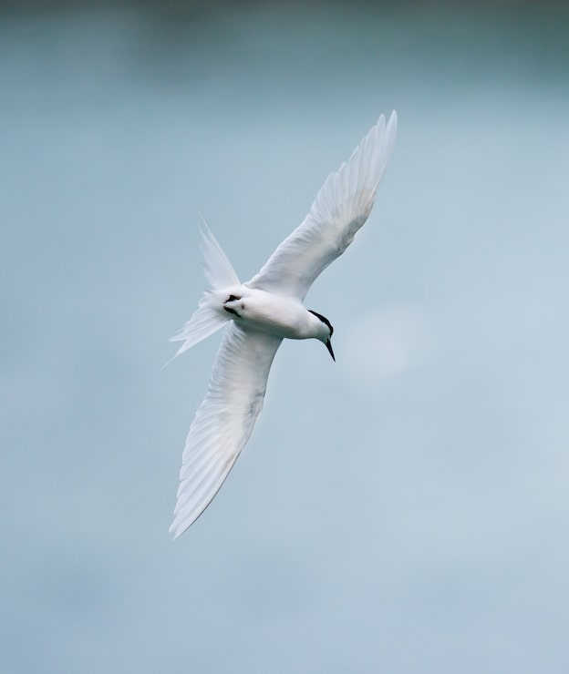 Photo gratuit l'oiseau volant au-dessus de la mer