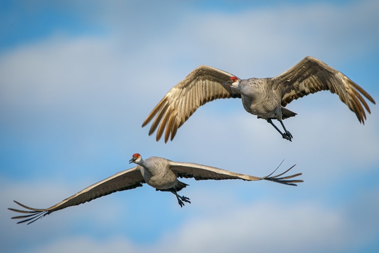 Photo gratuit les oiseaux volent dans le ciel