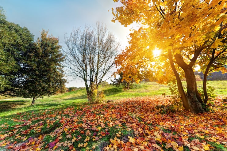 Photo gratuit le parc au coucher du soleil