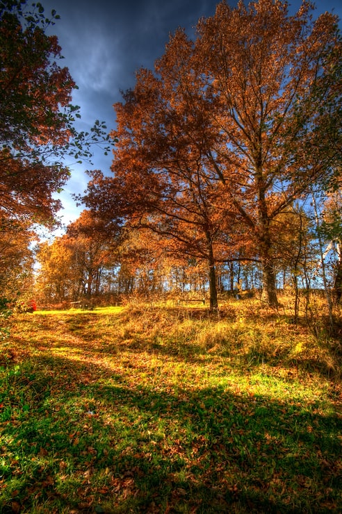 Photo gratuit paysage d'automne sur une journée ensoleillée