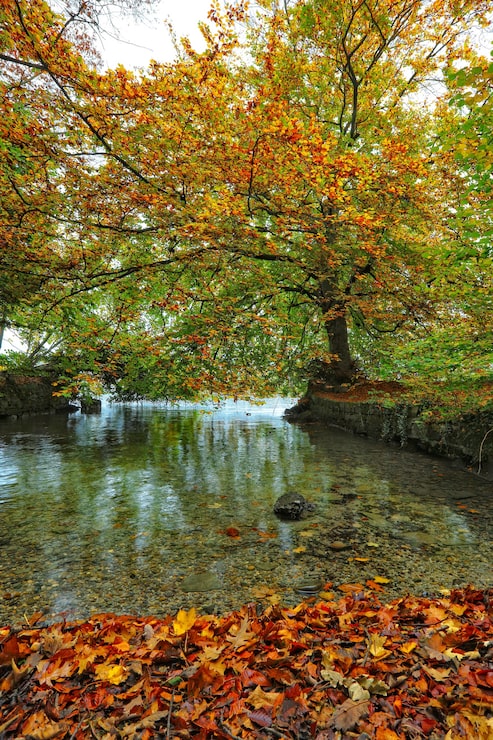 Photo gratuit plan d'eau près d'un arbre pendant la journée