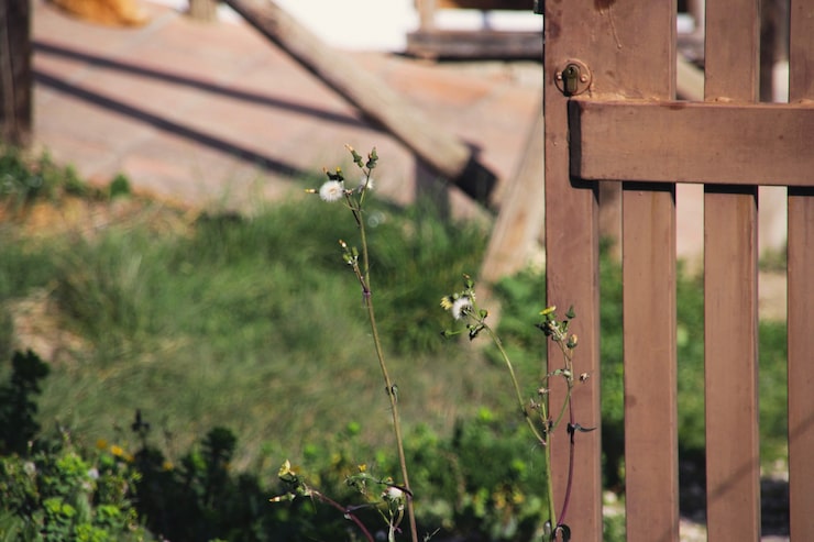 Photo gratuit plantes et porte