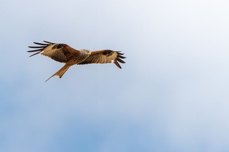 Photo gratuit une prise de vue à bas angle d'un aigle volant sous un ciel bleu clair