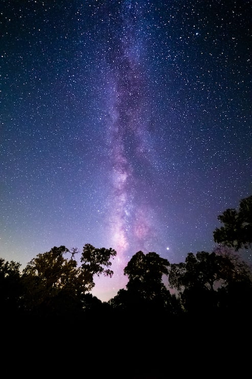 Photo gratuit prise de vue verticale d'une forêt sous un beau ciel étoilé - idéal pour les papiers peints
