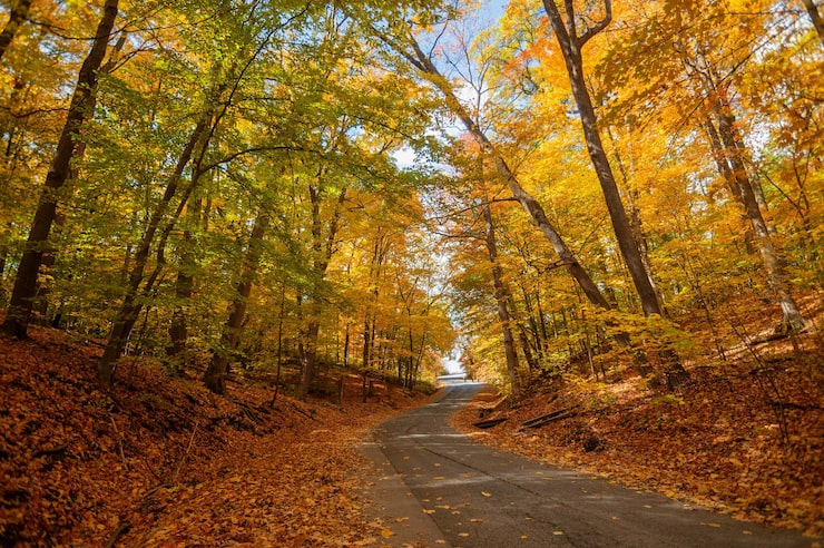 Photo gratuit route dans une forêt couverte d'arbres sous la lumière du soleil à l'automne