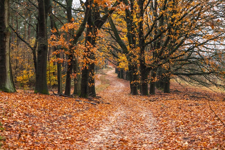 Photo gratuit une scène d'automne à couper le souffle avec un sentier dans la forêt et les feuilles sur le sol