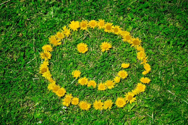 Photo gratuit le soleil souriant sur l'herbe