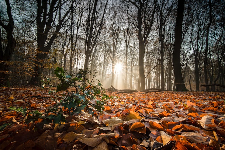 Photo gratuit terrain couvert de feuilles sèches entouré d'arbres sous la lumière du soleil dans une forêt en automne