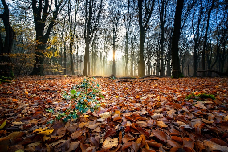 Photo gratuit terrain couvert de feuilles sèches entouré d'arbres sous la lumière du soleil dans une forêt en automne
