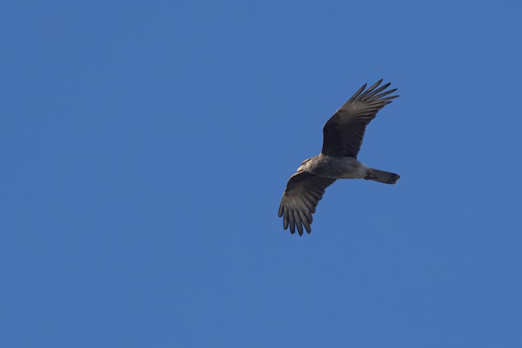 Photo gratuit tir bas d'un caracara chimango montant haut contre un ciel bleu clair