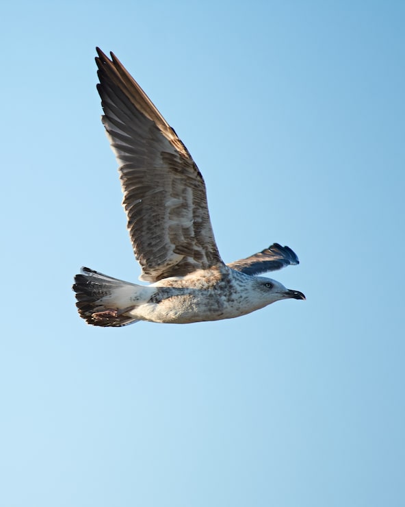Photo gratuit tir vertical d'une mouette volante