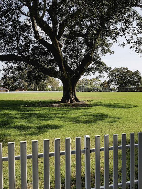 Photo gratuit tir vertical d'un seul arbre poussant dans le domaine isolé avec une clôture