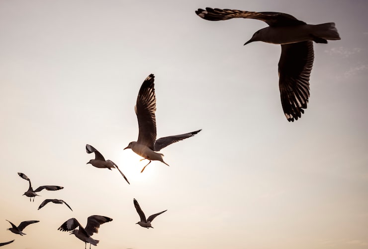 Photo gratuit un troupeau de mouettes volant dans le ciel