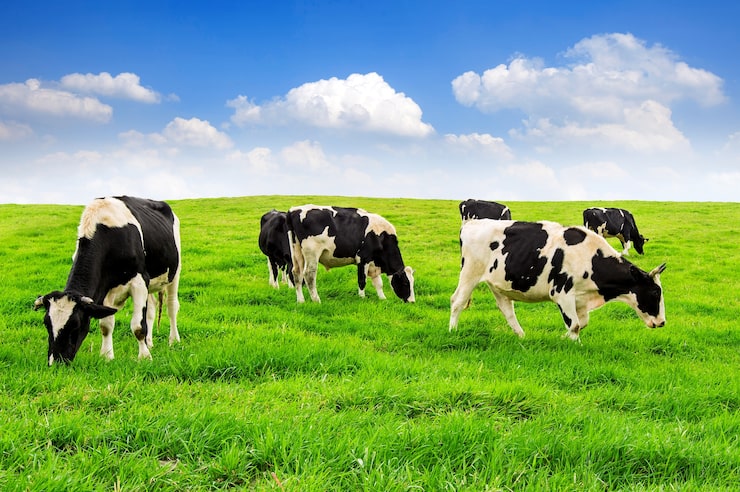 Photo gratuit des vaches sur un champ vert et un ciel bleu