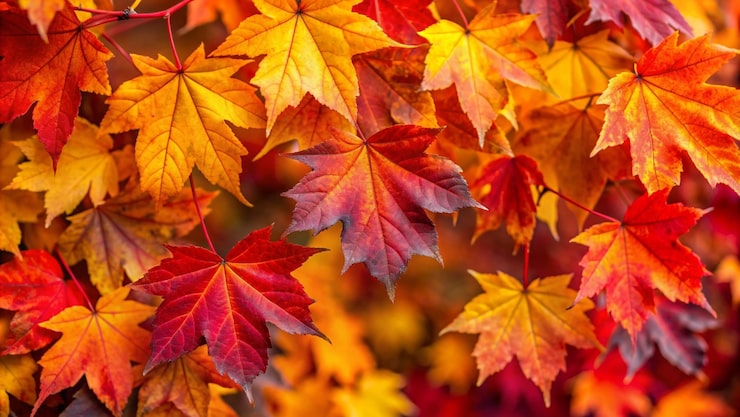 Photo gratuit vue rapprochée des feuilles d'automne aux teintes rouge, orange et jaune