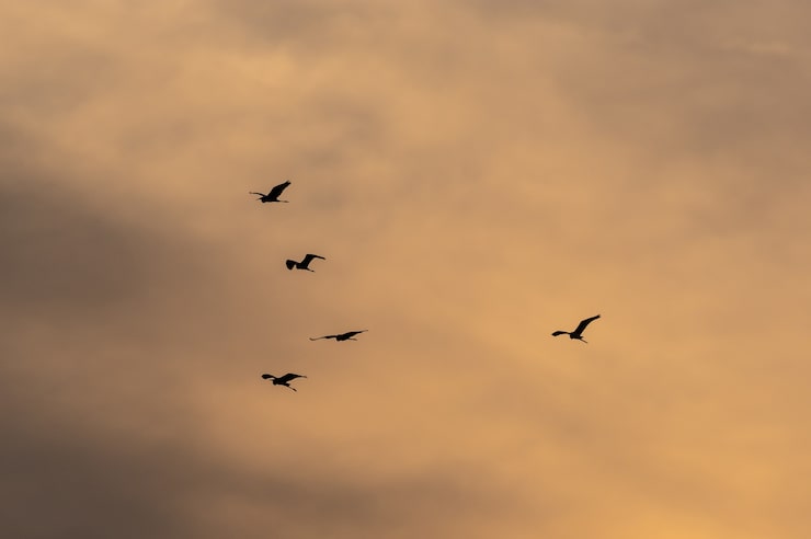Photo gratuit vue d'une volée d'oiseaux volant dans un beau ciel au coucher du soleil