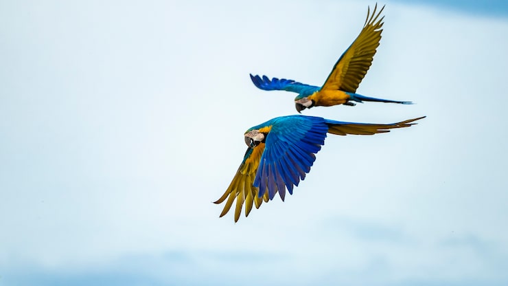 Photo ara bleu et jaune de l'espèce ara ararauna
