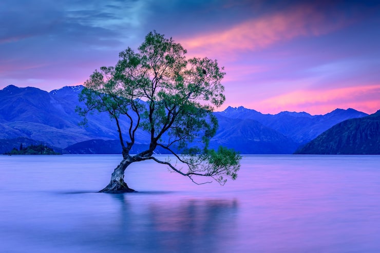 Photo arbre dans le lac contre le ciel au coucher du soleil