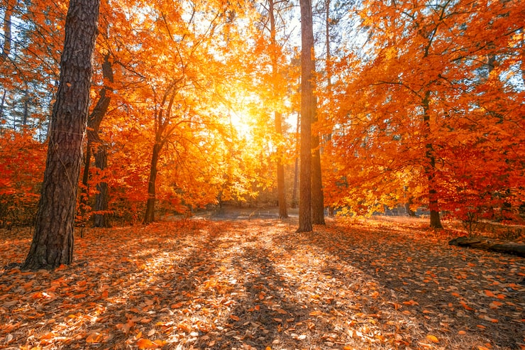 Photo belle voie d'automne dans la forêt