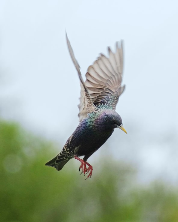 Photo close-up d'un oiseau volant contre un ciel dégagé