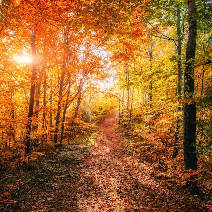 Photo forest road à l'automne. paysage.
