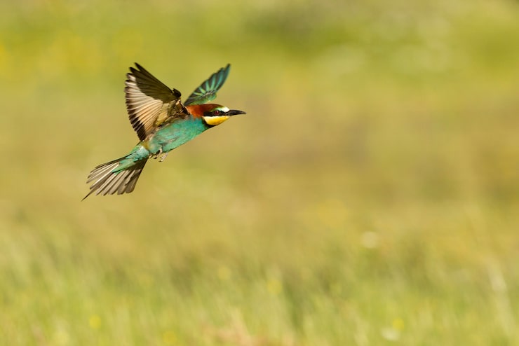 Photo guêpier d'europe volant avec les premières lumières du jour