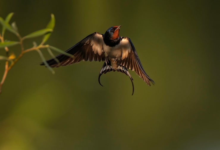 Photo hirondelle rustique volant avec les ailes et les plumes déployées