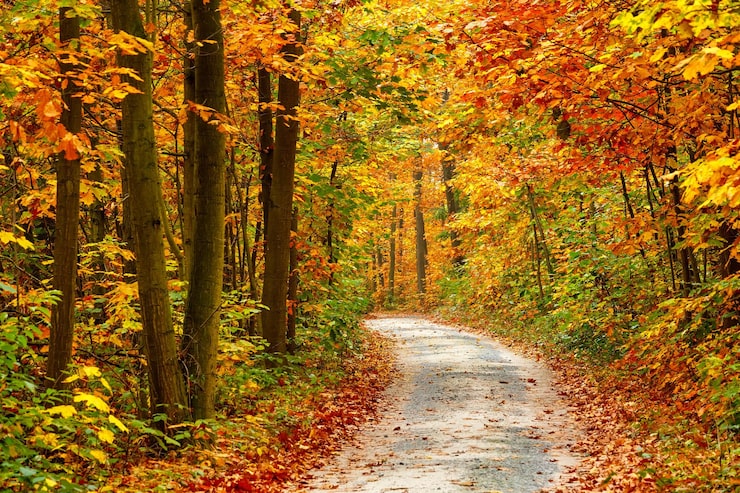 Photo pas d'humains paysage nature en plein air automne forêt arbre feuilles d'automne feuille de route