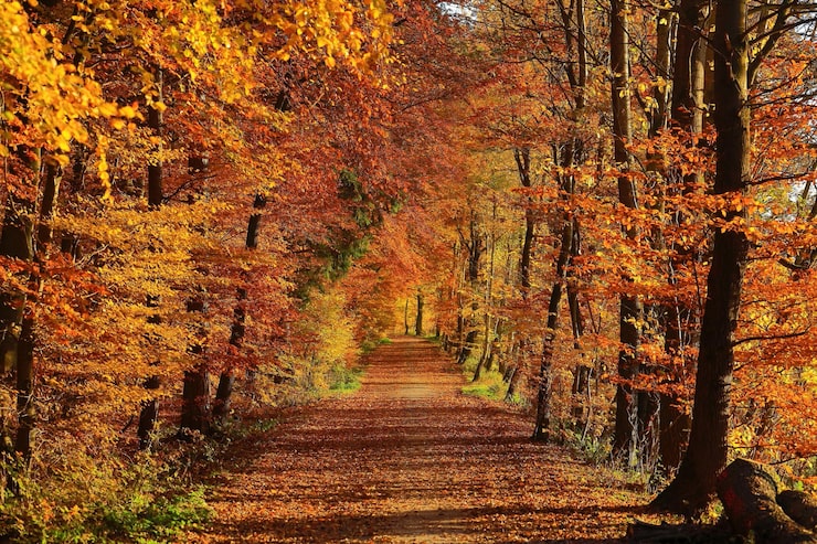 Photo une route vide au milieu des arbres sur le champ en automne