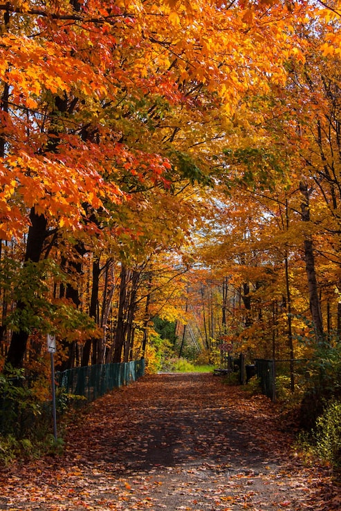 Photo un sentier au milieu des arbres en automne