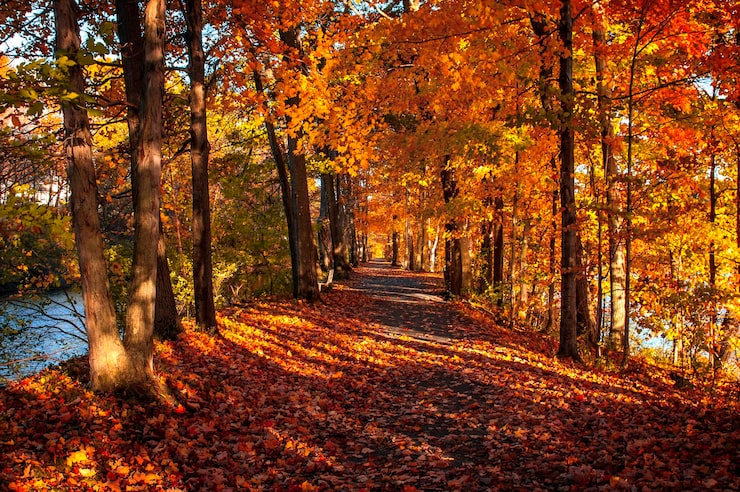 Photo un sentier au milieu des arbres dans la forêt en automne