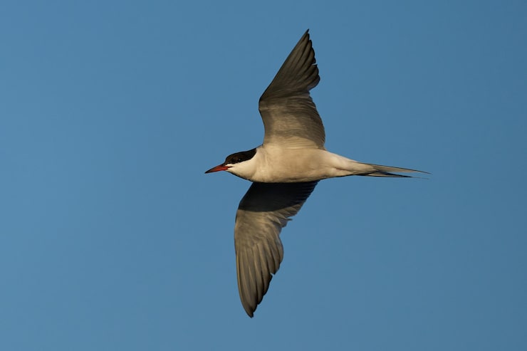Photo sterne pierregarin sterna hirundo