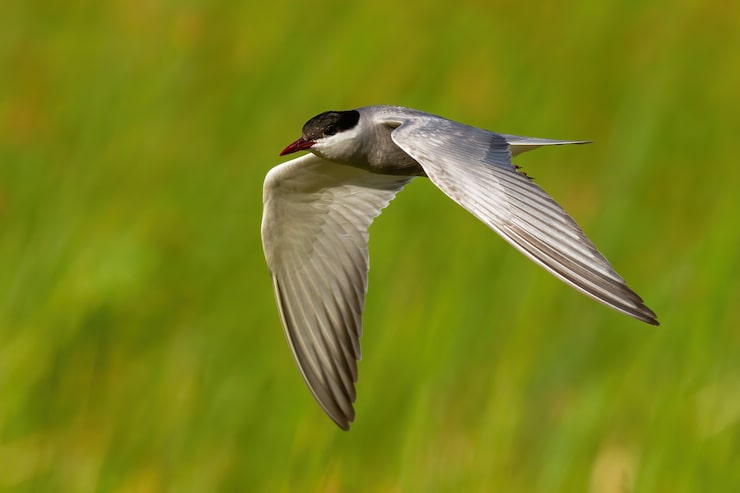 Photo sterne pierregarin volant rapidement dans la nature verte en été