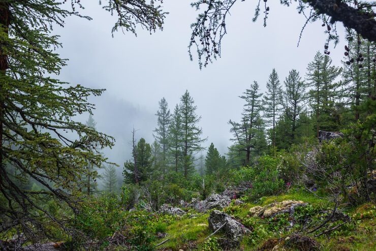 Foto atmosfærisk skoglandskap med bartrær i lave skyer i regnvær. dyster tett tåke i mørk skog under grå skydekket himmel i regn. mystisk natur med barskog i tykk tåke