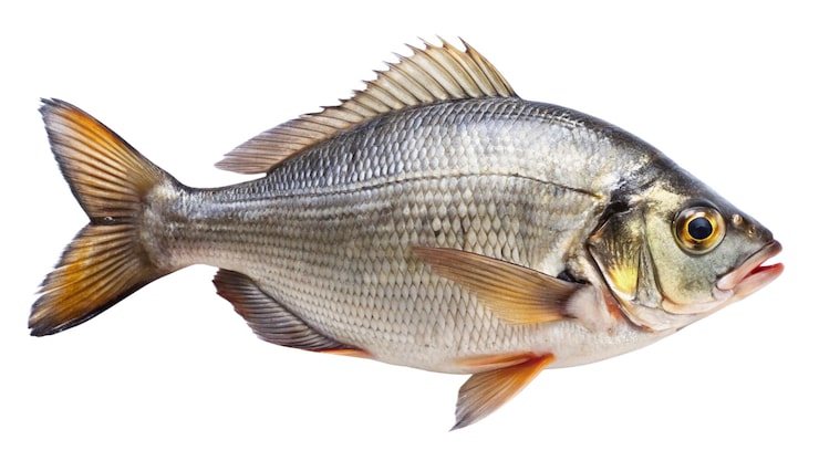 Foto en fisk med en gul merkelapp som sier fisk på den