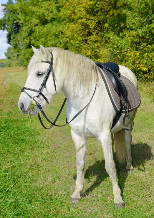 Foto hest på et jorde