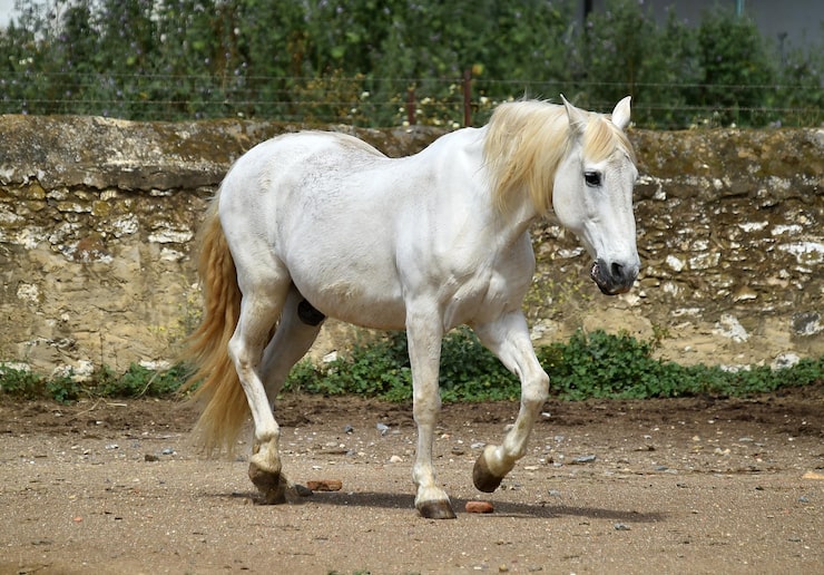 Foto hest som står på ranch