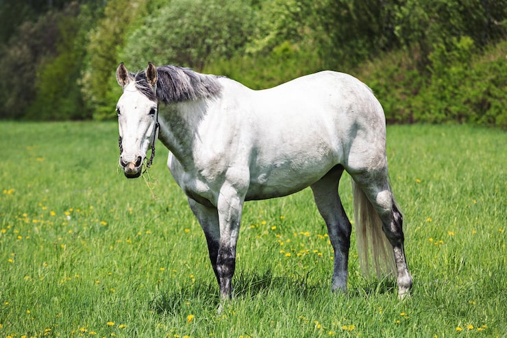 Foto hvit hest på en grønn åker