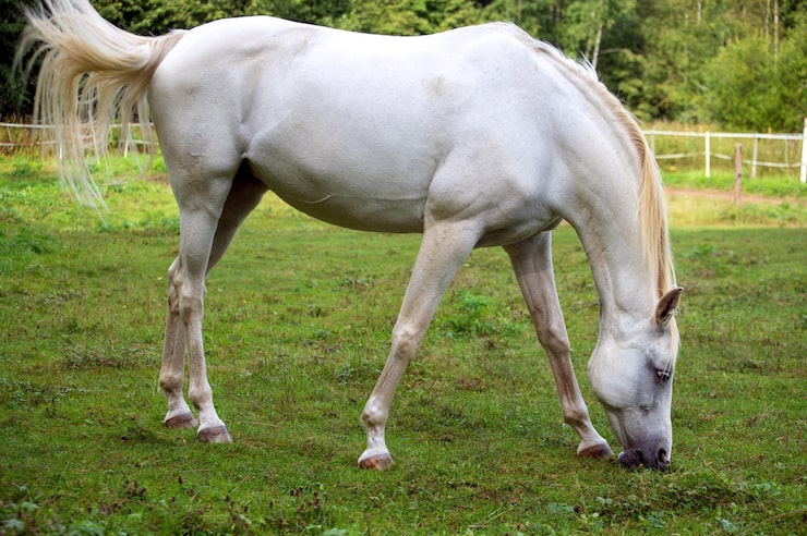 Foto hvit hest som beiter på en grønn eng