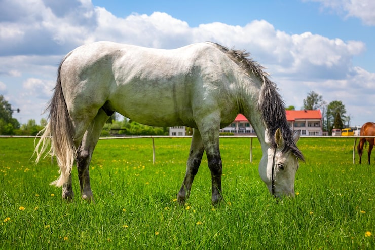 Foto hvit hest spiser gress i lysningen