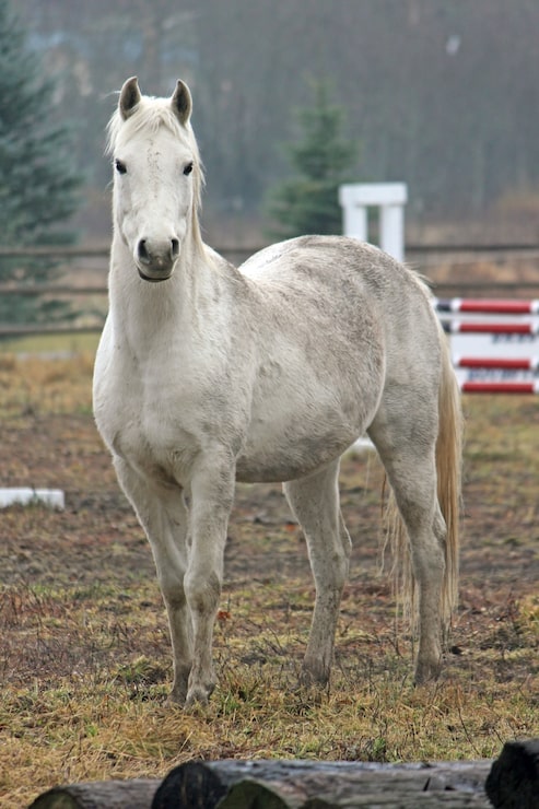 Foto hvit hest