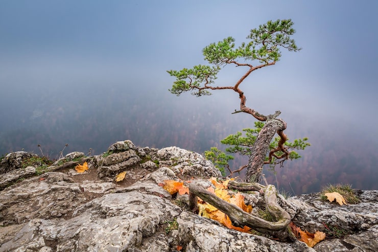 Foto mystisk sokolica-topp i pieniny-fjellene ved soloppgang om høsten