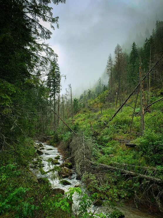 Foto naturutsikt over bekk midt i trær i skogen mot himmelen