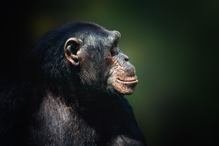 Foto sjimpanse pan troglodytes menneskeape